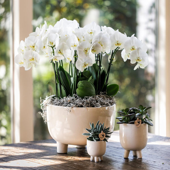 Kolibri Orchids | witte plantenset in Gummy dish incl. waterreservoir | drie witte orchideeën | Mono Bouquet wit met zelfvoorzienend waterreservoir