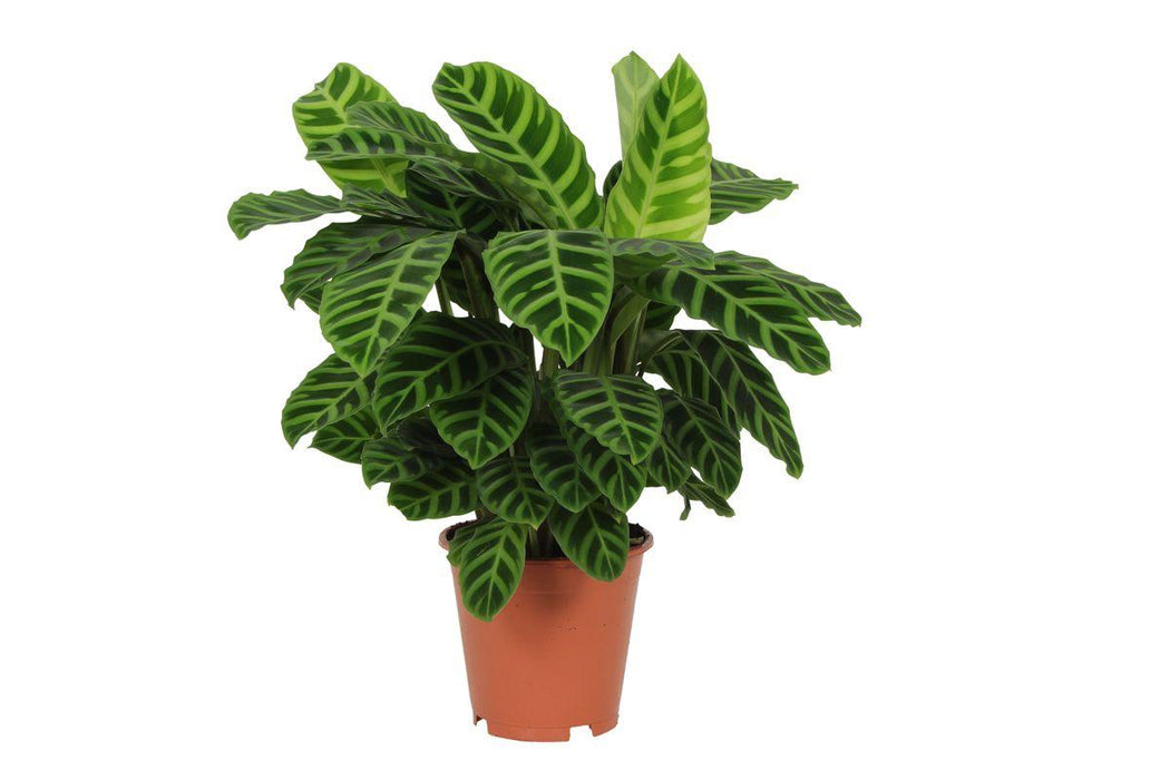 Calathea Zebrina - ↕80cm - Ø19cm