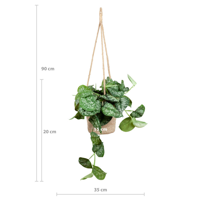 Scindapsus Pictus met hangpot Oviedo naturel - ↕25cm - Ø16cm