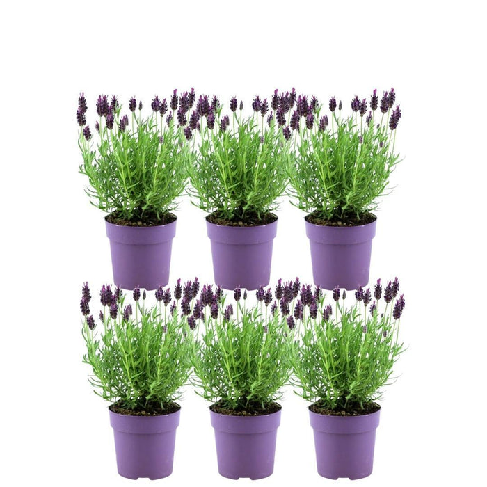 Lavandula stoechas Anouk® - 12 cm pot - Set van 6 Franse Lavendels