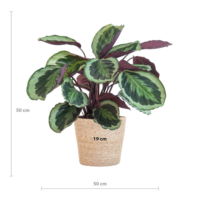 Calathea Medaillon met Sofia mand naturel - ↕65cm - Ø21cm