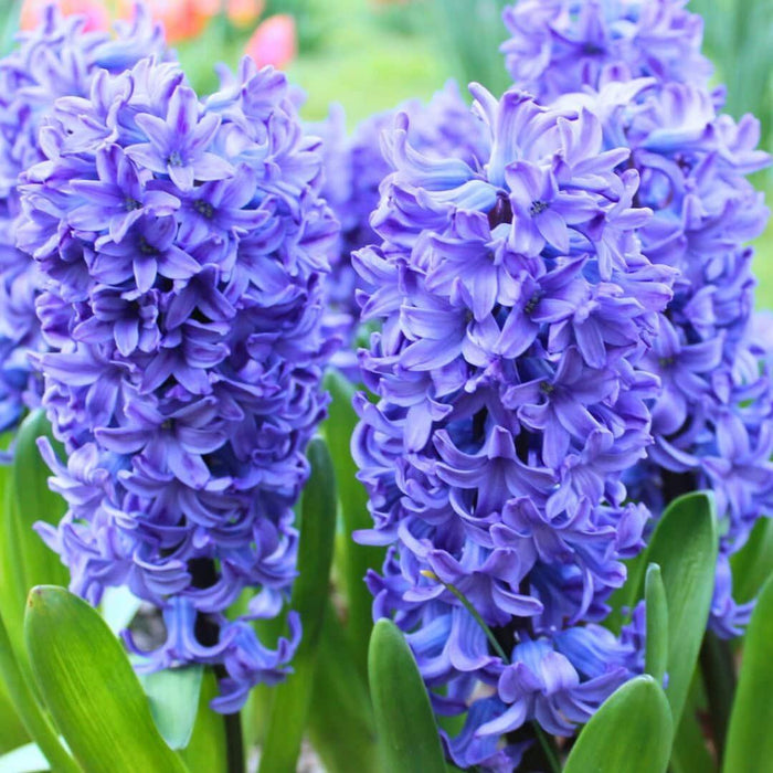 Flowerbulbs Amsterdam - Blue and Purple -  30 bloembollen