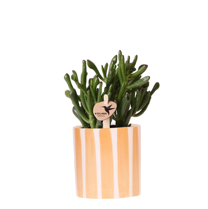 Kolibri Greens | succulent Crassula Hobbit + Painted Stripe pot oranje - potmaat Ø9cm | bloeiende kamerplant - vers van de kweker