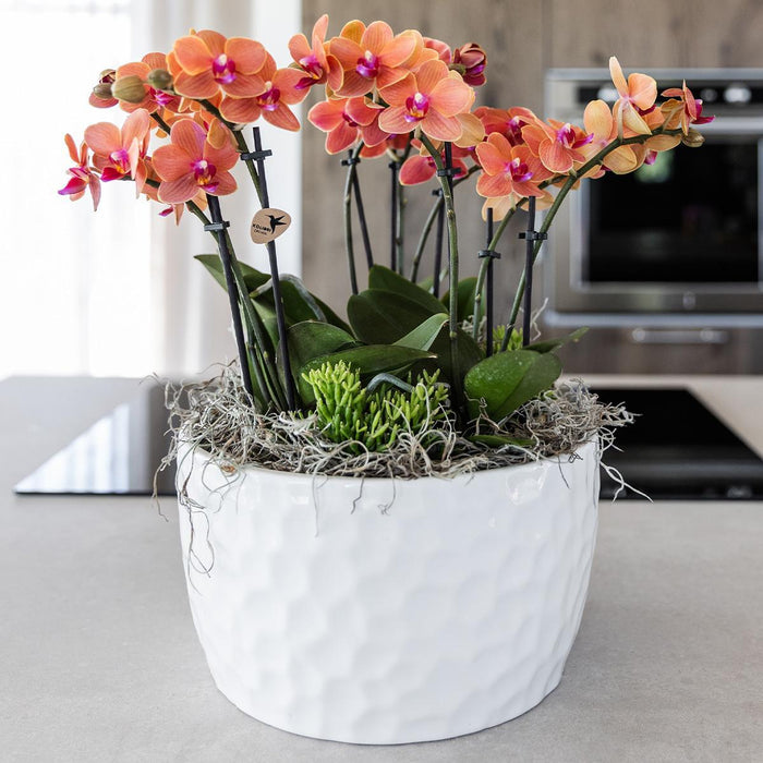 Kolibri Orchids | oranje plantenset in Honey dish incl. waterreservoir | drie oranje orchideeën Bolzano 9cm en drie groene planten Rhipsalis | Jungle Bouquet oranje met zelfvoorzienend waterreservoir