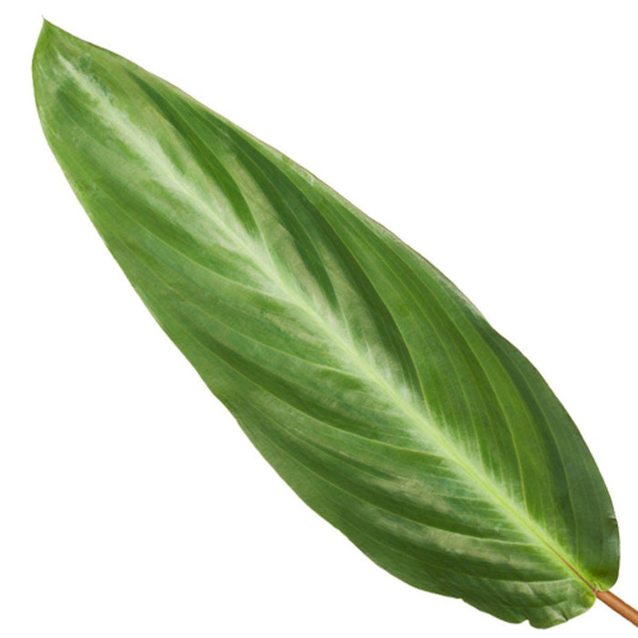 Calathea Stripestar - ↕40cm - Ø12cm