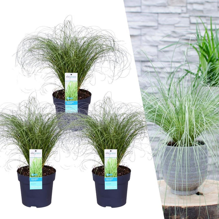 3 x Carex comans 'Frosted Curls' - Ø 14 cm - ↨ 25 cm