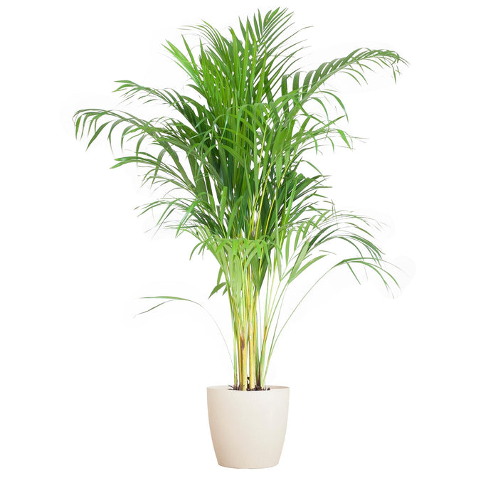 Areca Palm (Dypsis) met Viber wit - ↕100cm - Ø21cm