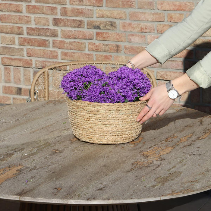 Campanula Addenda Ambella Intense purple - Rieten schaal met Campanula met watergeefsysteem - 3 stuks - Klokjesbloem paars  - potmaat 12cm - binnen & buiten