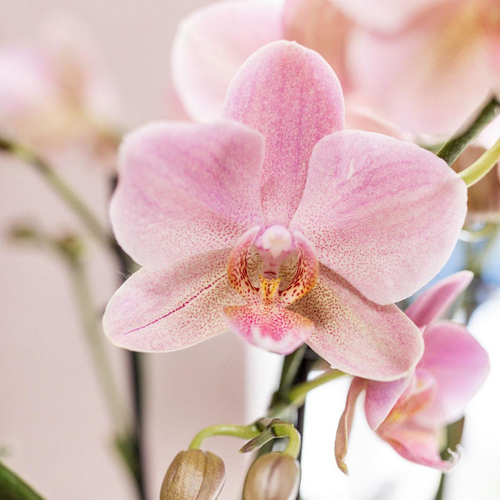 Kolibri Orchids | Roze Phalaenopsis orchidee in witte Face to Face sierpot - Ø12cm