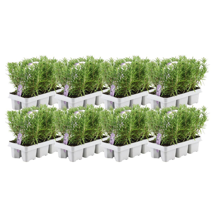 8 x 6 pack Rosmarinus officinalis - 48 x Ø7 cm - ↕20 cm