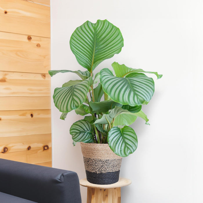 Calathea Orbifolia met Lissabon mand zwart - ↕65cm - Ø21cm