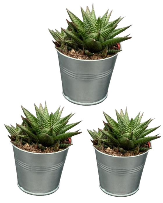 Succulent- Hawortia Limifolia- 8.5cmØ- ↕️10-15cm hoog- 3 stuks - Zink