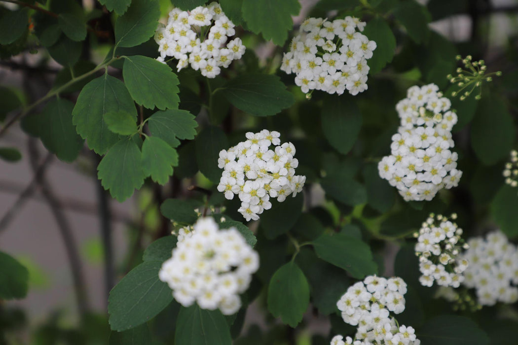 Spiraea vanhouttei - ↕180cm - 1 pcs