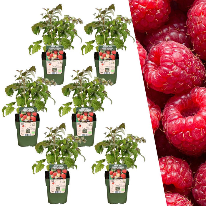 6 x biologische frambozenplanten - Ø 13 cm - ↨ 20 cm