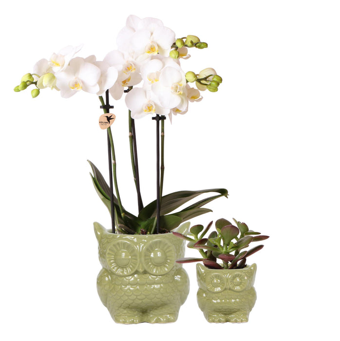 Planten set Owl green | Set met witte Phalaenopsis Orchidee Ø9cm en groene plant Succulent Ø6cm | incl. keramieken sierpotten