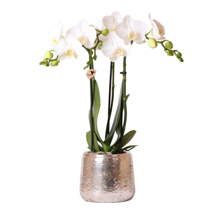 Kolibri Orchids | witte Phalaenopsis orchidee – Amabilis + Luxury sierpot zilver – potmaat Ø9cm – 40cm hoog | bloeiende kamerplant in bloempot - vers van de kweker