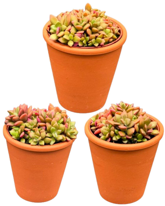 Succulenten- Anacampseros Rufescens Varigata- 8.5cmØ- ↕️8-10cm hoog- 3 stuks - Terracotta