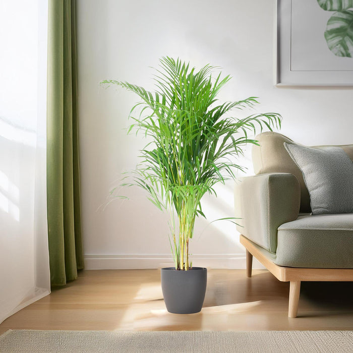 Areca Palm (Dypsis) met Viber Grijs - ↕100cm - Ø21cm