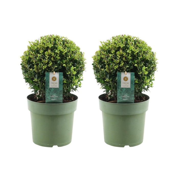 2x Ilex crenata 'Jenny' bol | set van 2 stuks | Ø20cm