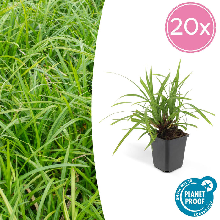 Carex morrowii 'Irish Green' - ↕10-25cm - Ø9cm - 20x