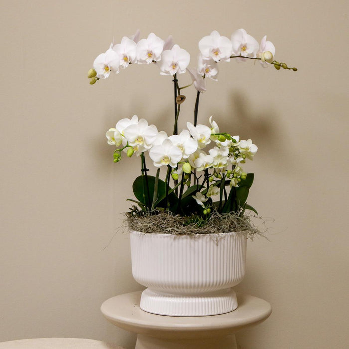 Kolibri Orchids | witte plantenset in Diabolo white dish incl. waterreservoir | drie witte orchideeën en drie groene planten Rhipsalis | Field Bouquet wit met zelfvoorzienend waterreservoir