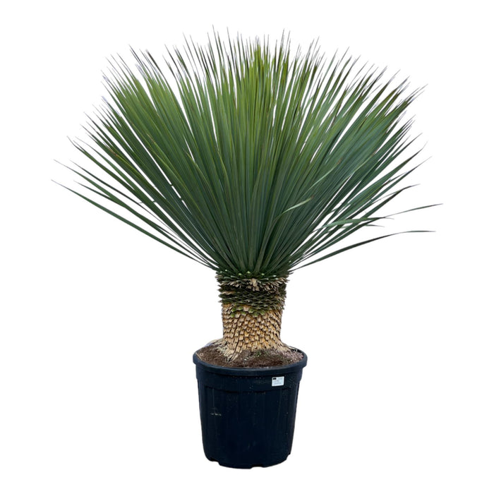 Yucca Rostrata - ↕140cm - Ø50cm