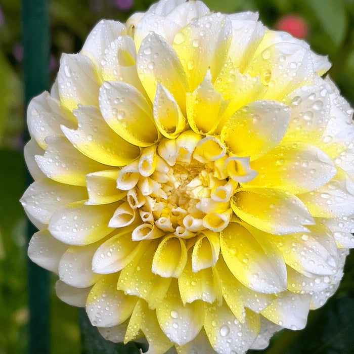 Flowerbulbs Amsterdam - 24 dahlia seattle knollen voor 4m², grootbloemige uitstraling