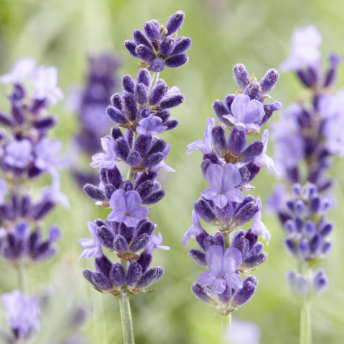 Lavandula 'Hidcote' - ↕10-25cm - Ø9cm - 20x