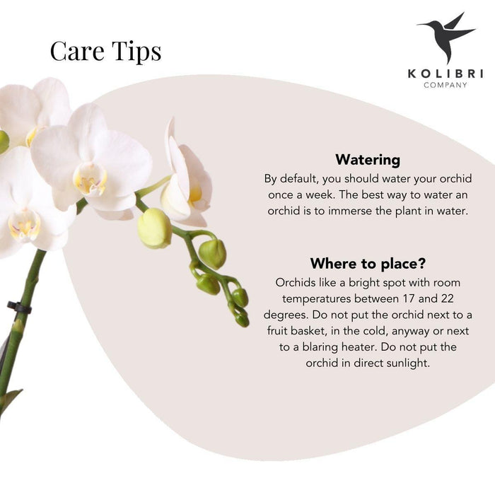 Kolibri Orchids | witte Phalaenopsis orchidee - Amabilis + Leaf pot green - Ø9cm | bloeiende kamerplant