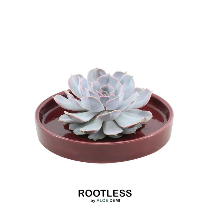 ROOTLESS Succulent Echeveria Lilacina in schaal 'rood' - ↕5cm - Ø20cm