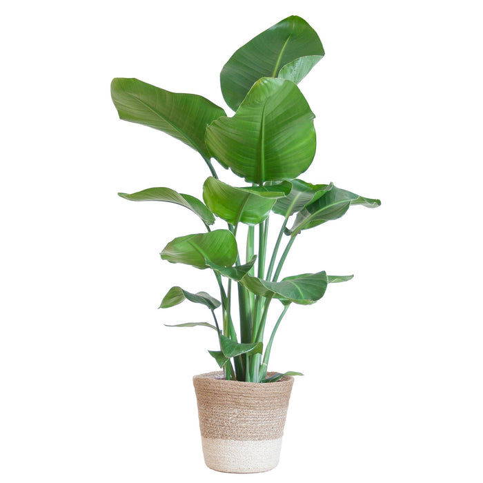 Strelitzia Nicolai met Lissabon mand wit - ↕80cm - Ø19cm