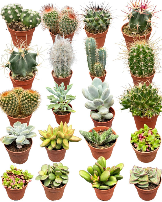 Cactus en succulenten mix- 5.5cmØ- ↕️5-10cm hoog- 40 stuks