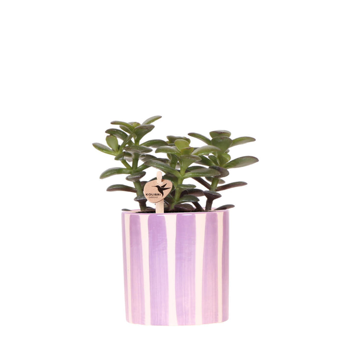 Kolibri Greens | succulent Crassula Minor + Painted Stripe pot lila - potmaat Ø9cm | bloeiende kamerplant - vers van de kweker