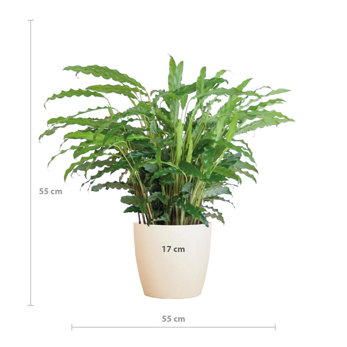 Calathea Rufibarba met Viber wit - ↕55cm - Ø17cm