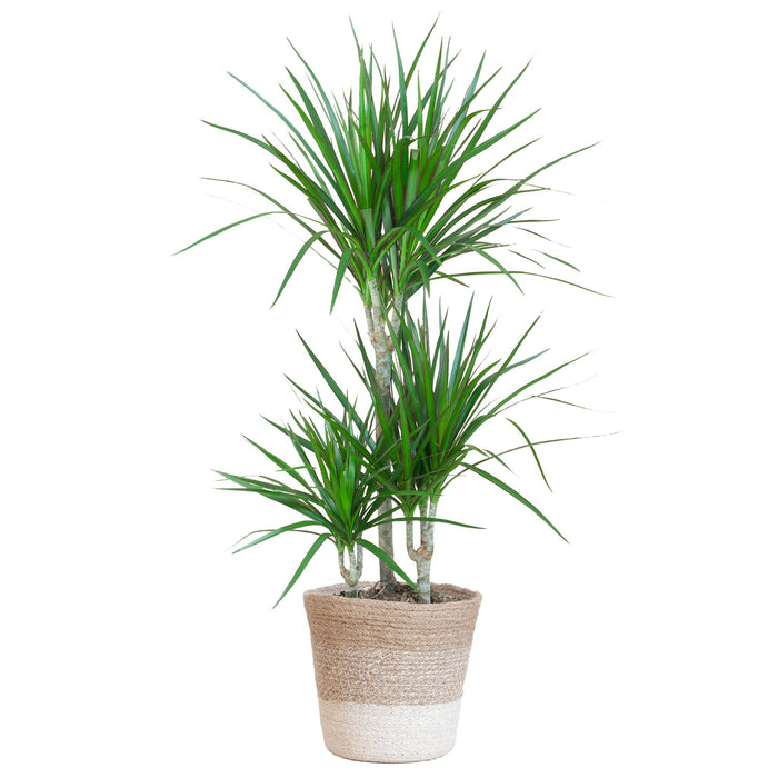 Dracaena Marginata met Lissabon mand wit - 95cm - Ø21