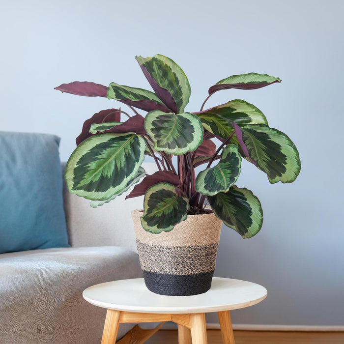 Calathea Medaillon met Lissabon mand zwart - ↕65cm - Ø21cm