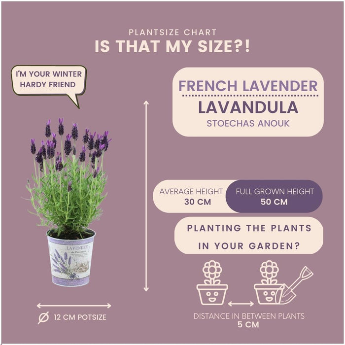 Plants by Frank - Lavandula stoechas Anouk®  in 'Lavendelprint' sierpot - 13 cm pot - set van 3 Franse Lavendels in Sierpot