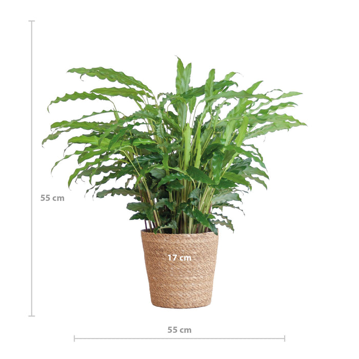 Calathea Rufibarba met Sofia mand naturel - ↕55cm - Ø17cm