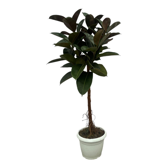 Ficus Elastica Robusta stam - 160 cm - Ø32cm