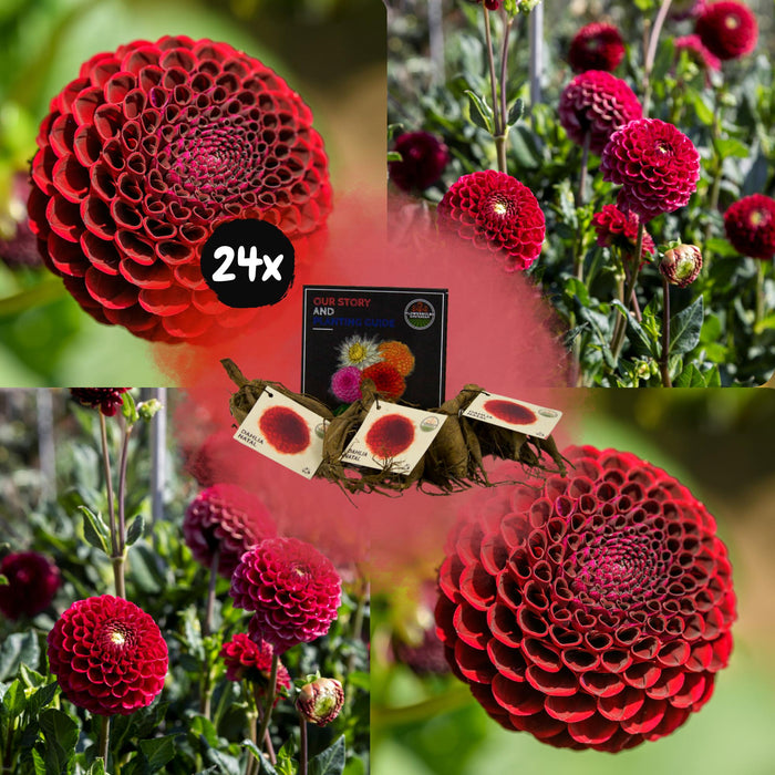 Flowerbulbs Amsterdam - 24 dahlia natal knollen voor 4m², prachtige kogelronde bloemen