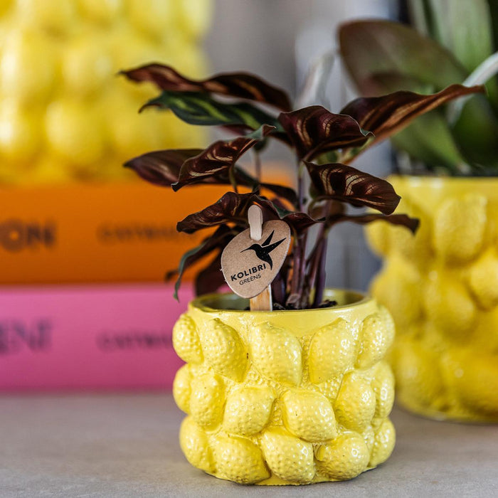 Citroen Bloempot - Kolibri Home | Citrus pot yellow - Ø9cm