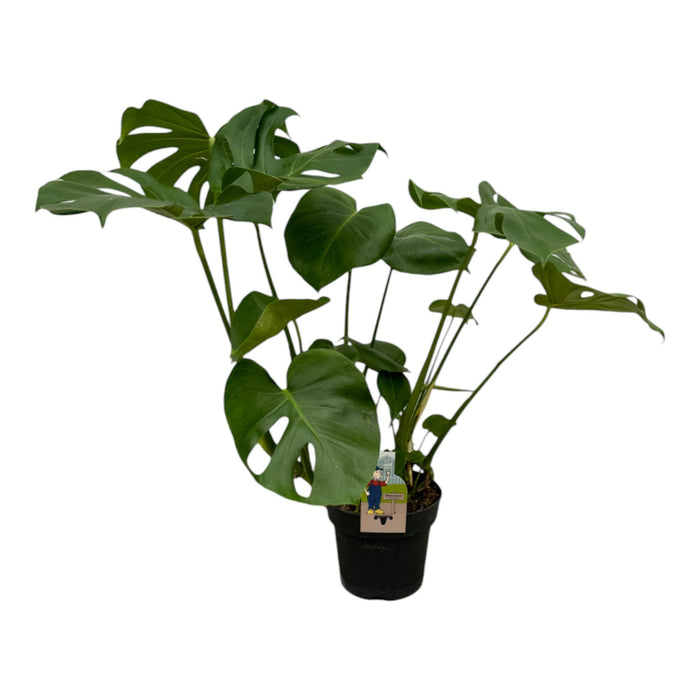 Monstera Deliciosa - ↕75cm - Ø21cm