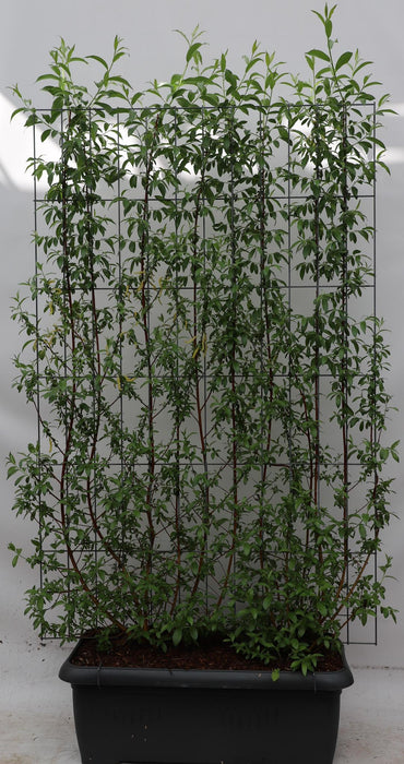 Salix alba 'Chermesina' - ↕180cm - 1 pcs