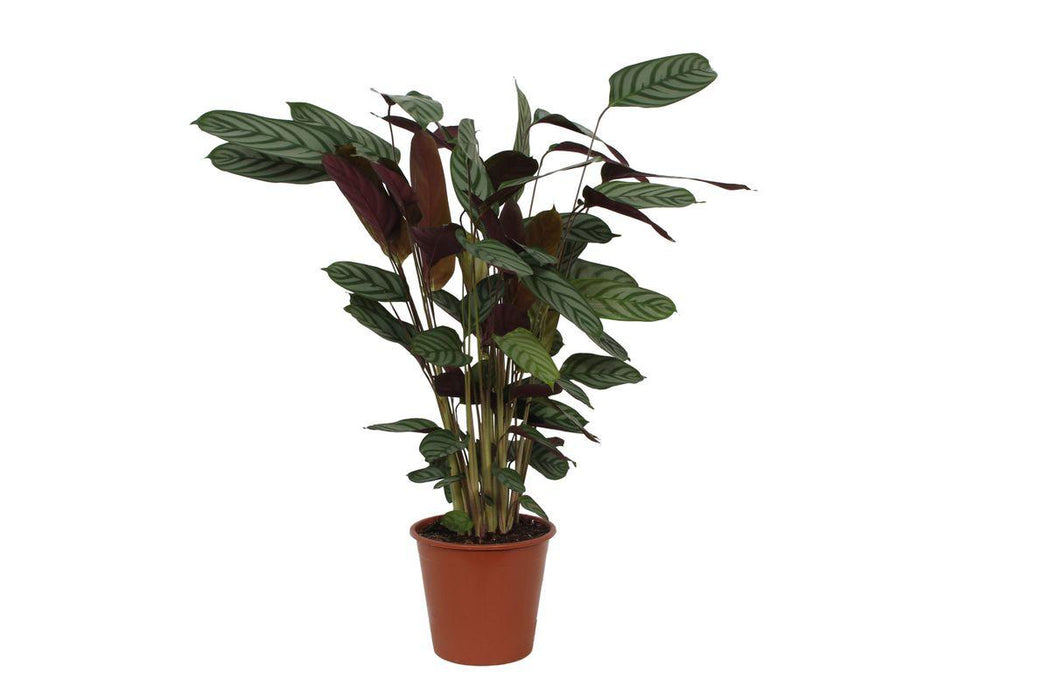 Calathea Compactstar - ↕80cm - Ø19cm