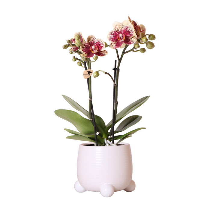 Kolibri Orchids | Geel rode phalaenopsis orchidee - Spain in Rolling sierpot wit - potmaat Ø9cm - 40cm hoog | bloeiende kamerplant - vers van de kweker