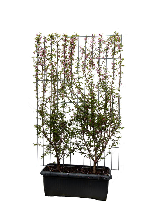 Prunus 'Okame' - ↨180cm - 1 pcs