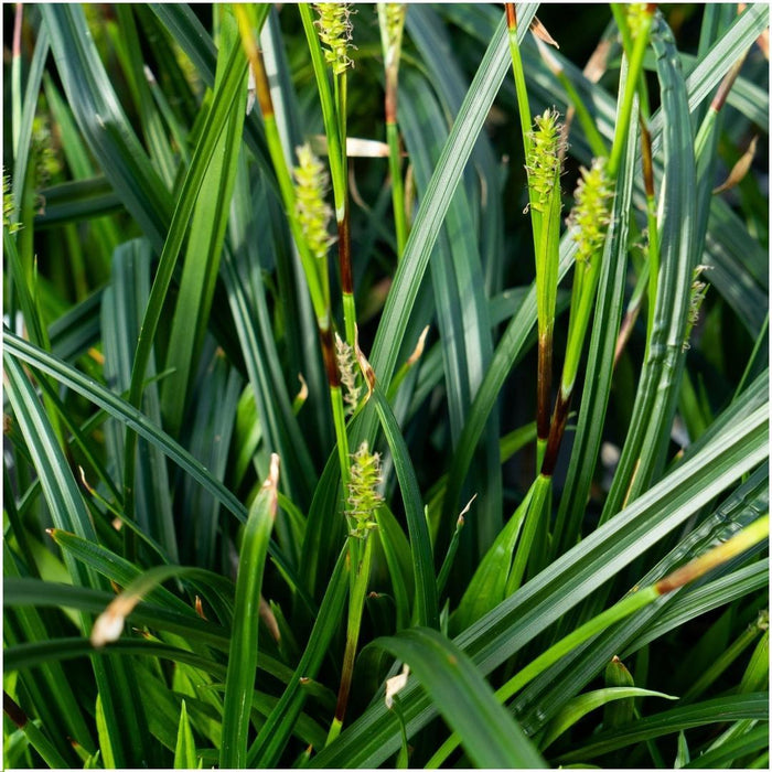 6 x Carex morrowi 'Irish Green' - Ø 14 cm - ↨ 25 cm