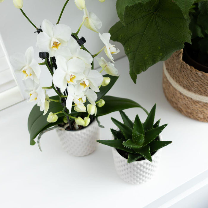 Kolibri Orchids | witte Phalaenopsis orchidee - Niagara Fall - Ø12cm | bloeiende kamerplant