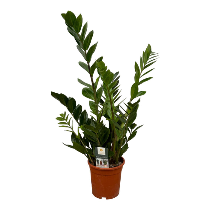 Zamioculcas - ↕75cm - Ø17cm