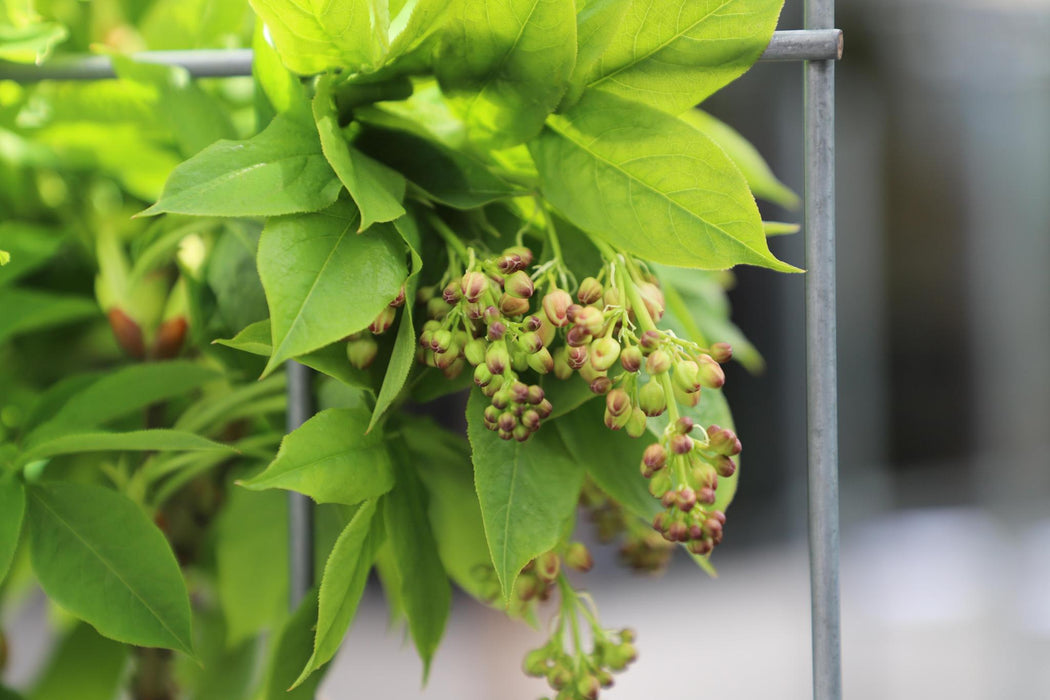 Staphylea pinnata - ↨180cm - 1 pcs